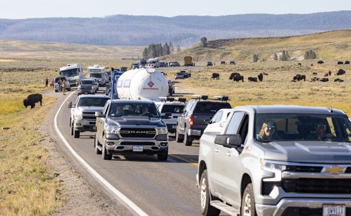 Bison jam in Yellowstone National Park